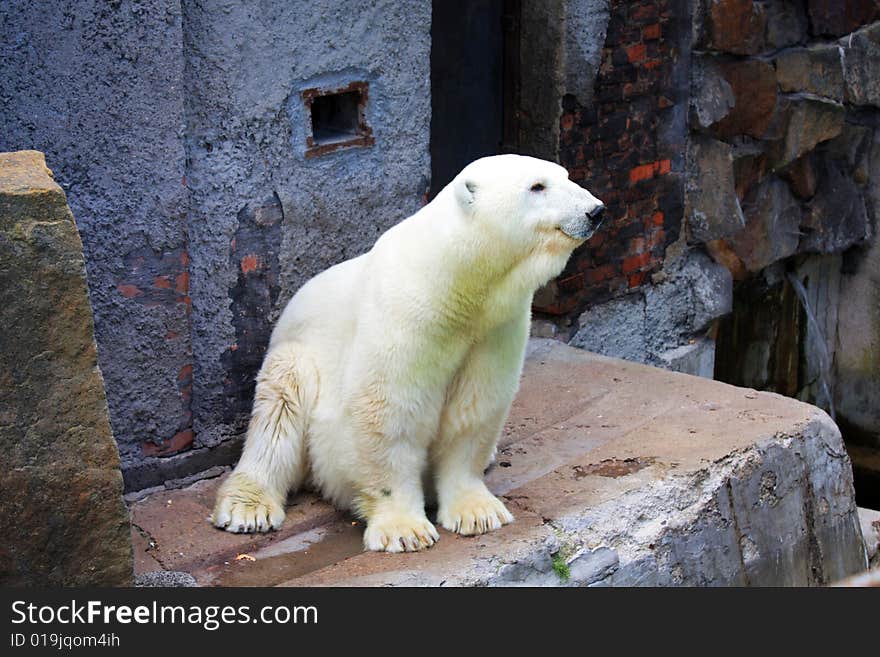 Polar Bear