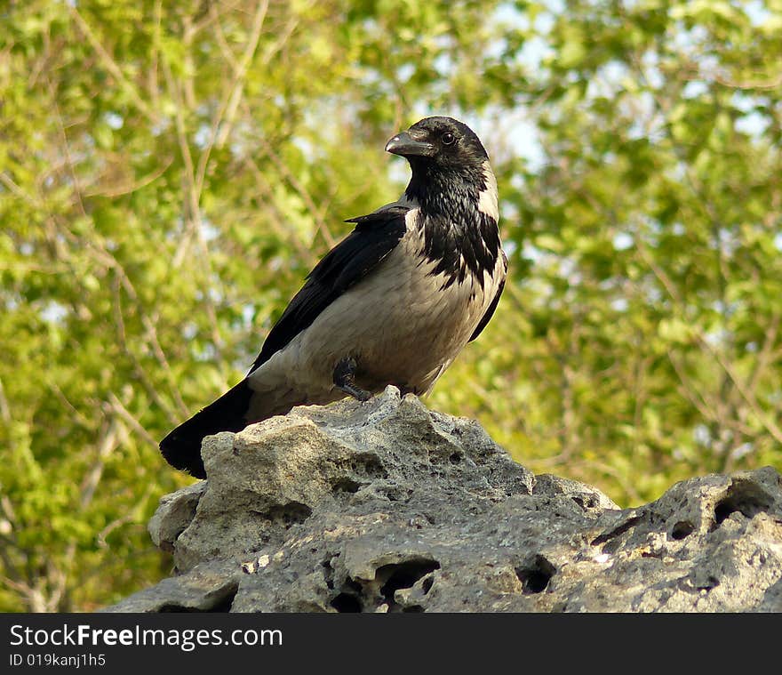 Crow on rock