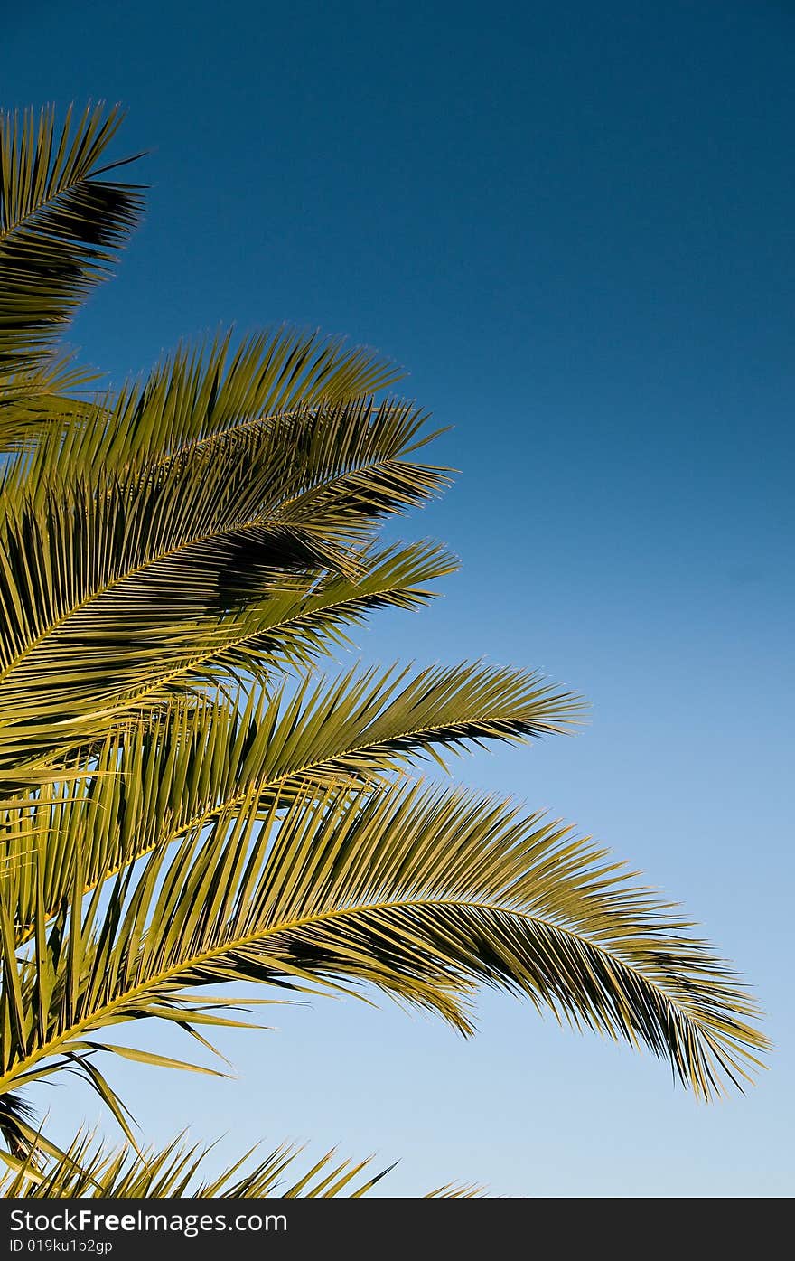 Palm tree leaf isolated over blue sky