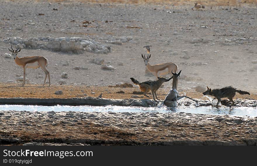 Two jackals attacking a helpless springbok that fell into the water. Two jackals attacking a helpless springbok that fell into the water