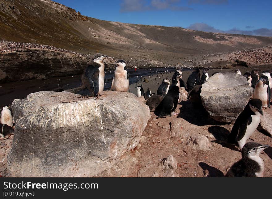 CHINSTRAP PENGUIN