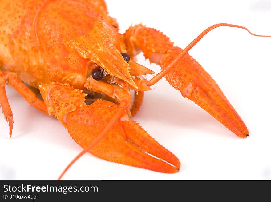 Boiled crayfish isolated on white background