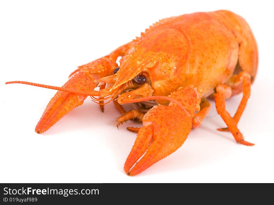 Boiled crayfish isolated on white background