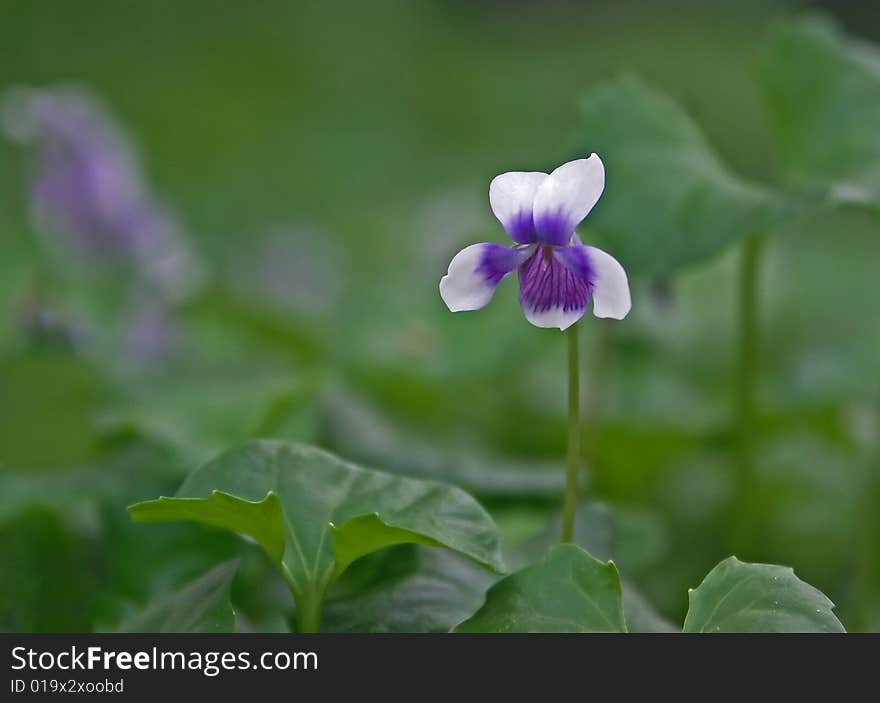 A delicate Australian violet flower