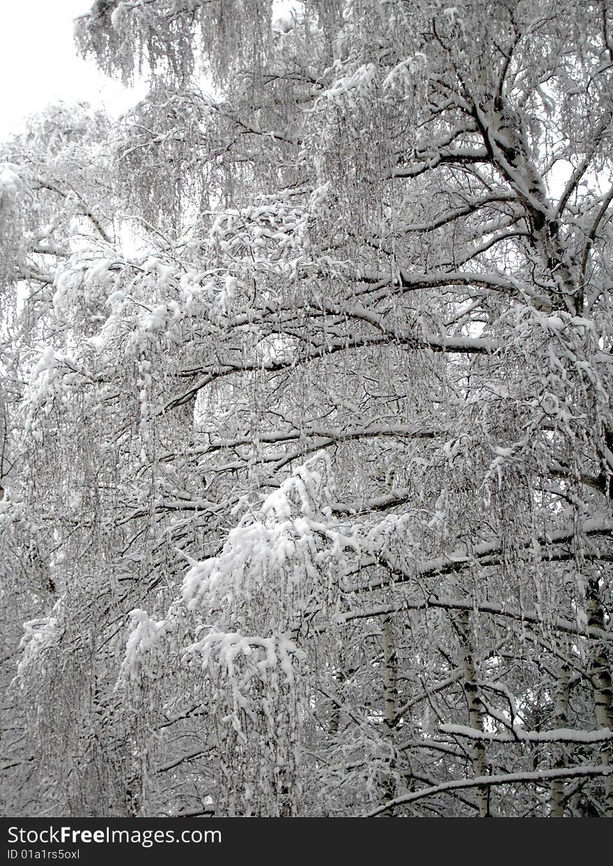 Birch trees under snow