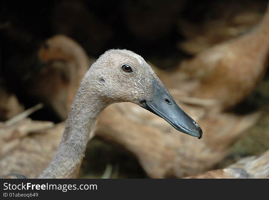 A group of ducks inside the cage