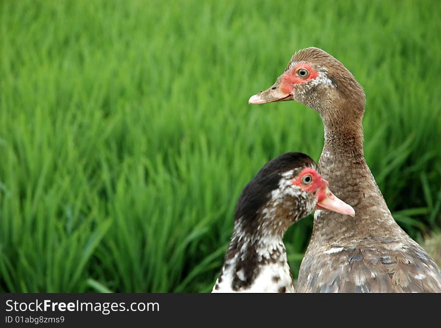 A group of ducks in the side of ricefield