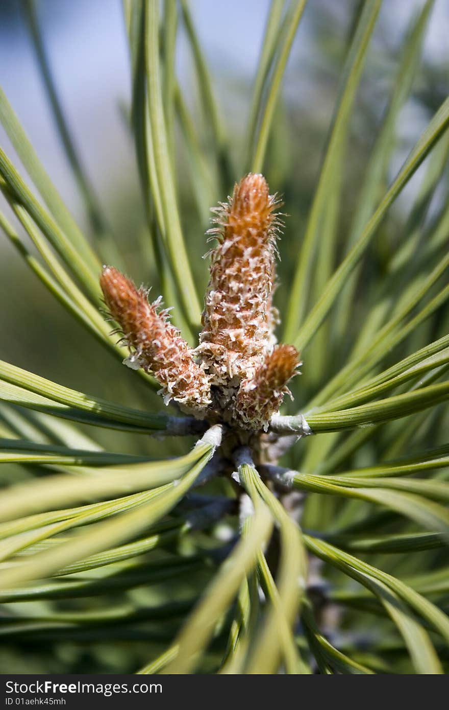 Close up of fir cone on plant showing needles. Close up of fir cone on plant showing needles.