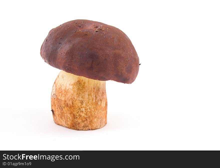 Mushroom isolated on a white background. Mushroom isolated on a white background