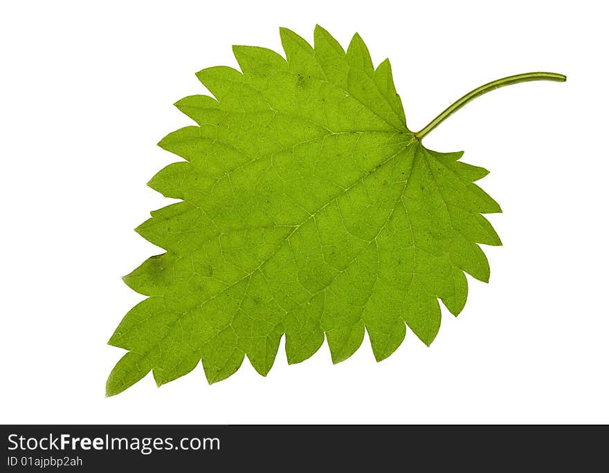 Fresh green nettle