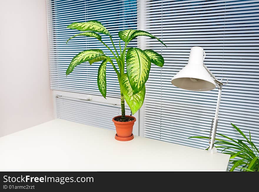 White office workplace with potted plant and lamp