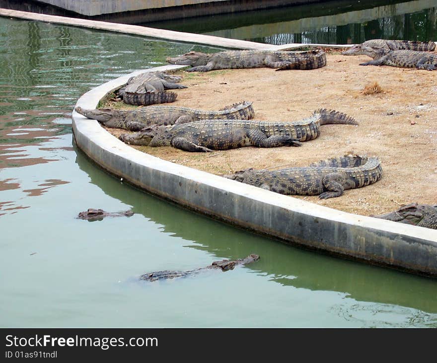 Crocodiles