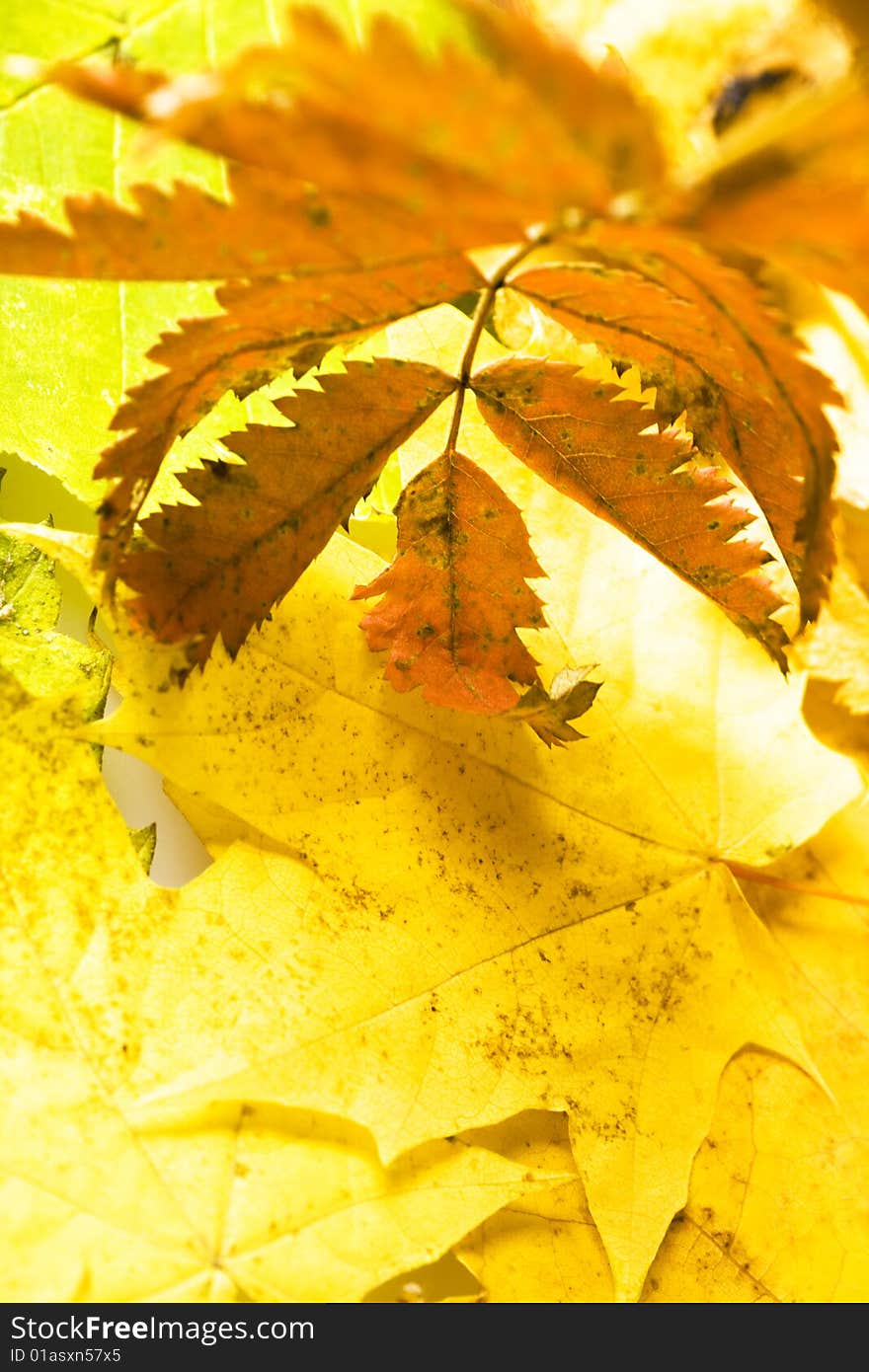 Autumn Leaf isolated on white background