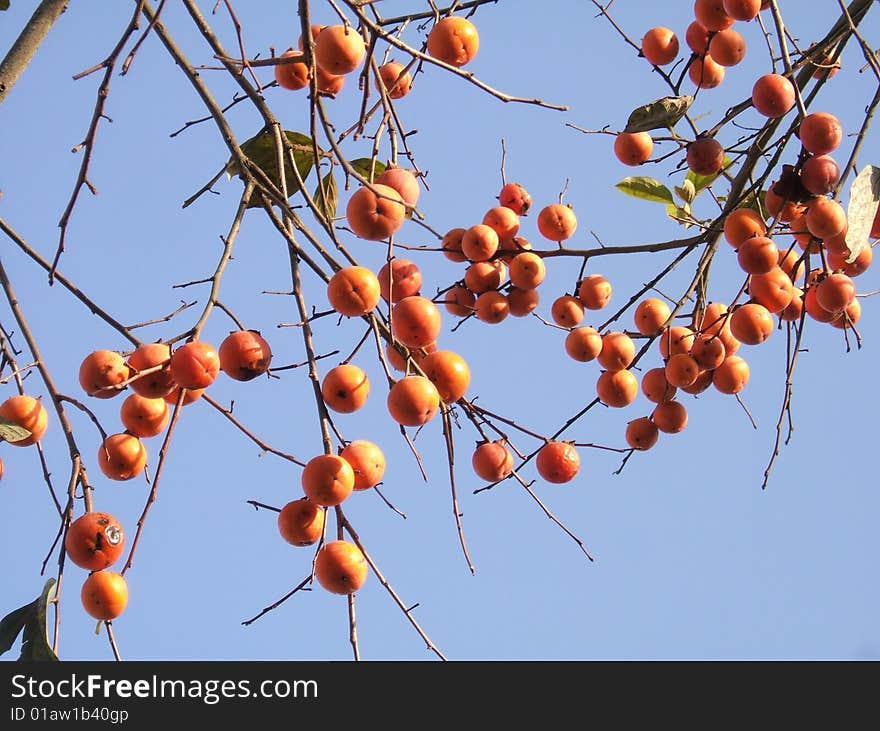 In the winter of persimmon