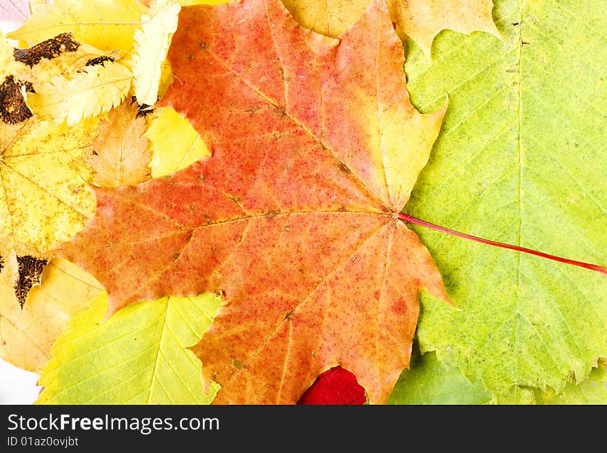 Yellow Autumn Leaves Closeup Background. Yellow Autumn Leaves Closeup Background