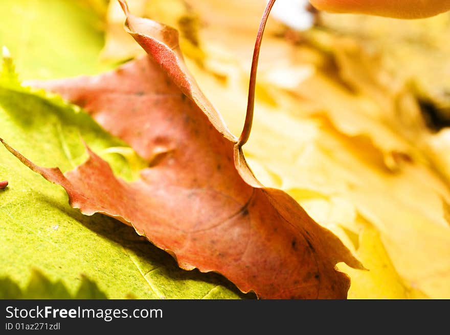 Autumn Leaves close-up background. Autumn Leaves close-up background