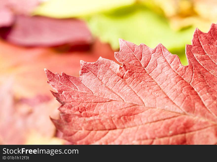 Abstract Light Background