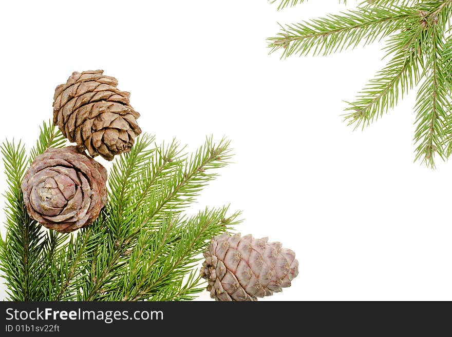 Pine branches isolated on white background