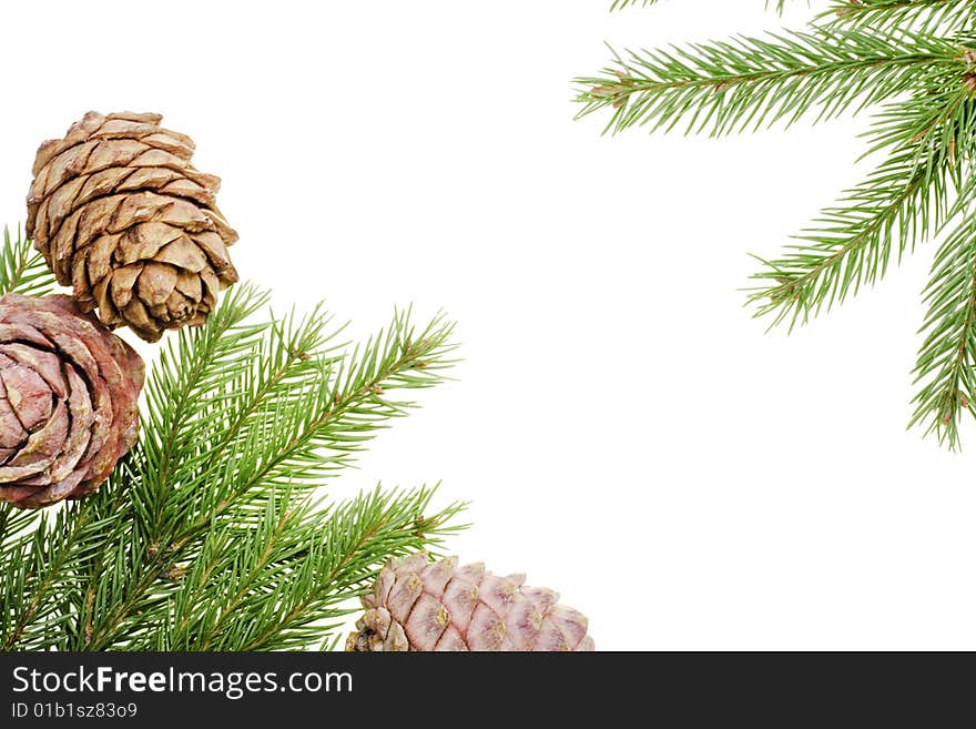 Pine branches isolated on white background