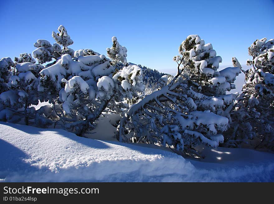 Pine trees covered with snow in the mountains. Pine trees covered with snow in the mountains