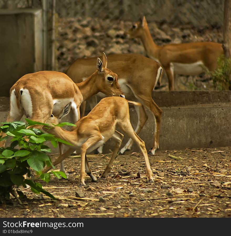 Photo of a deer mother loving and caring for its child while other. Photo of a deer mother loving and caring for its child while other