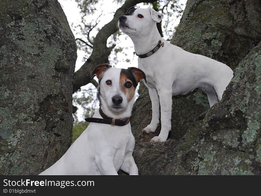 Two Jack Russell's looking curios after climbing on a big tree. Two Jack Russell's looking curios after climbing on a big tree