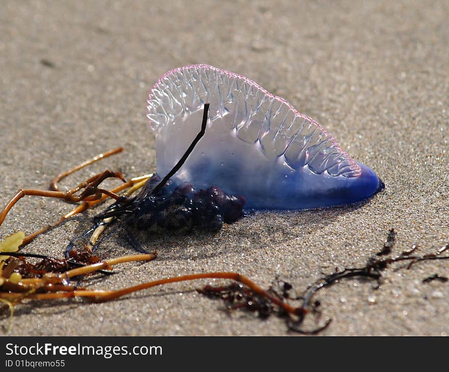 Portuguese Man of War jellyfish stranded on Atlantic beach. Portuguese Man of War jellyfish stranded on Atlantic beach