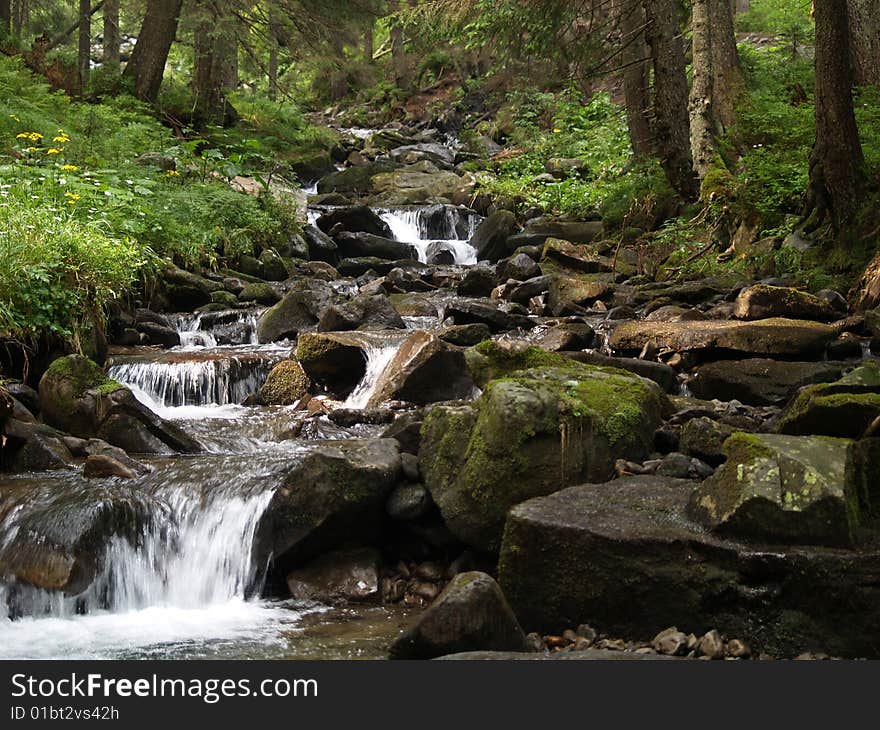 Stream In Forest