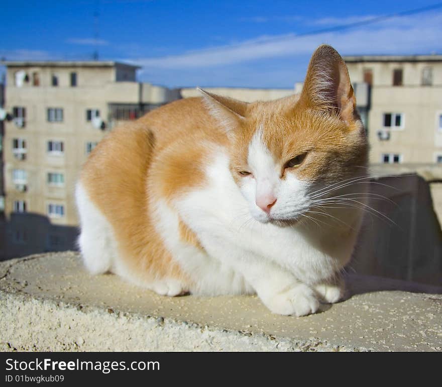 Orange white cat falling asleep on the rooftop under the sunlight. Orange white cat falling asleep on the rooftop under the sunlight.