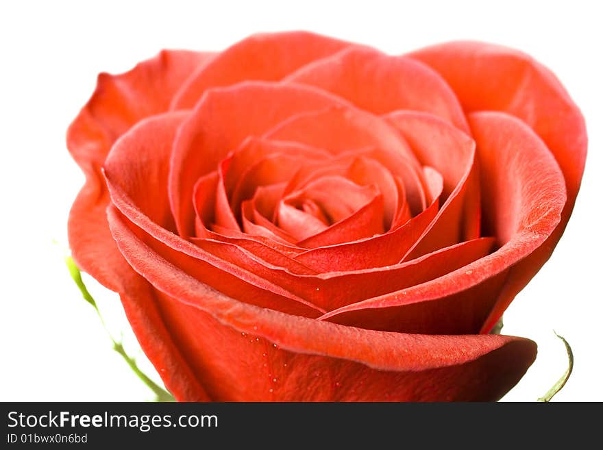 Red rose isolated on white background.