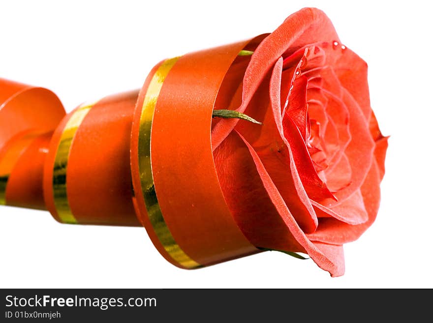 Red rose isolated on white background.