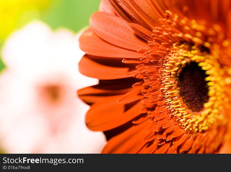 Beautiful colorful flowers close up. Beautiful colorful flowers close up