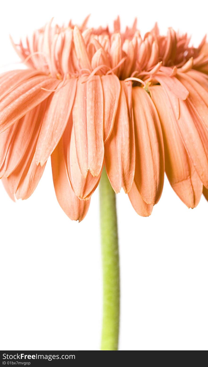 Beautiful daisy flower on white.