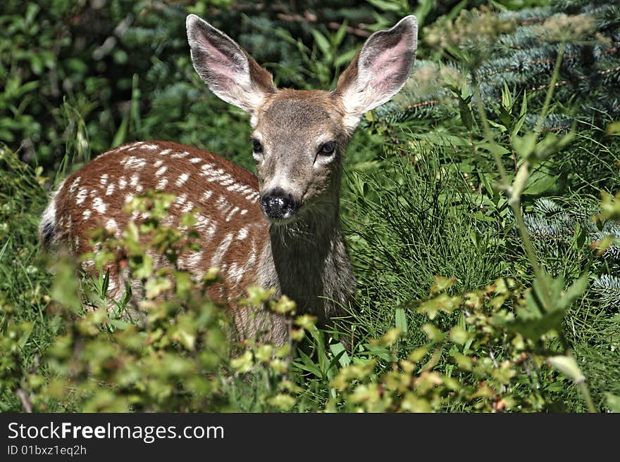 Close up of alert female deer in countryside.