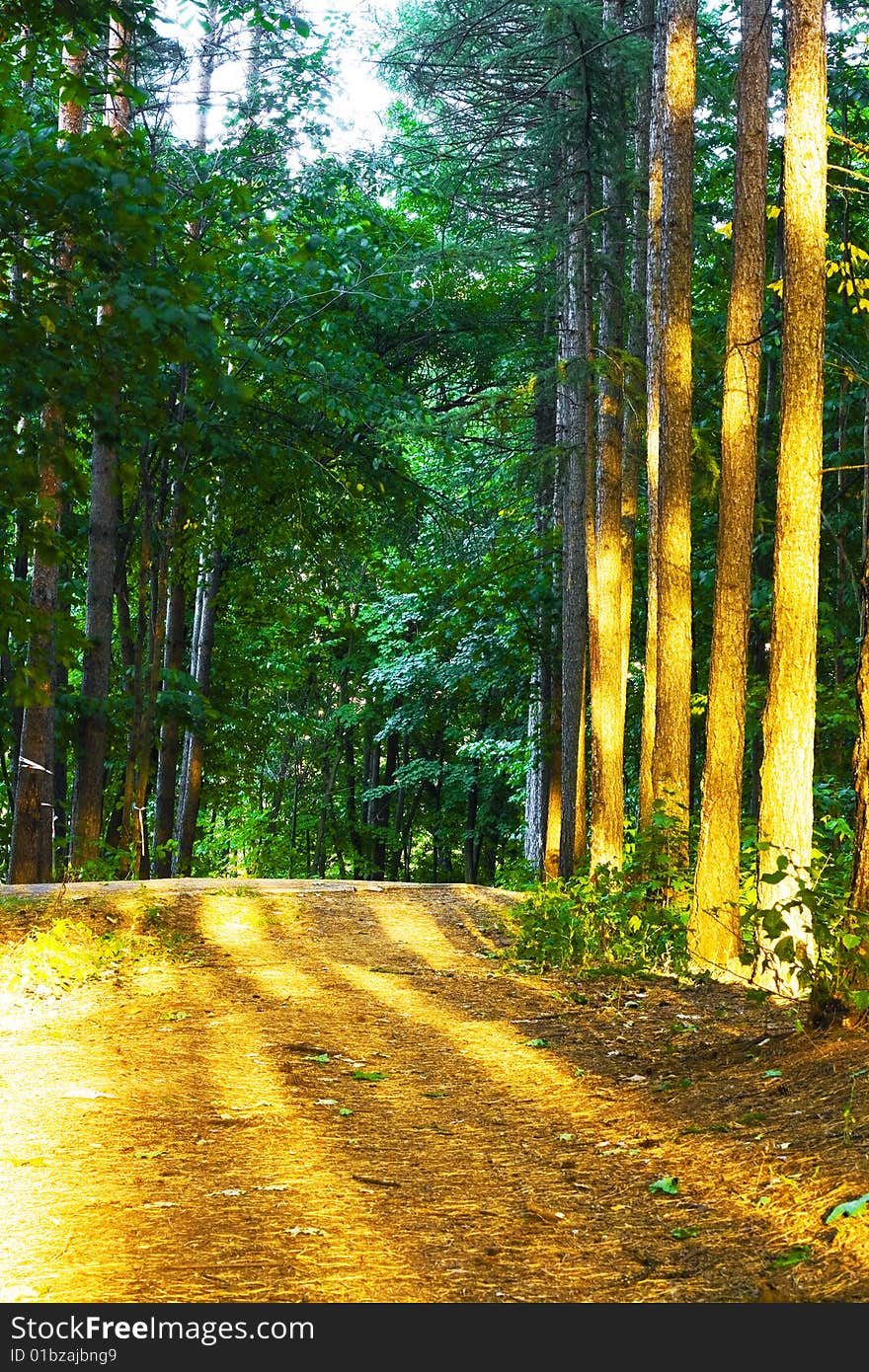 Summer road in the forest