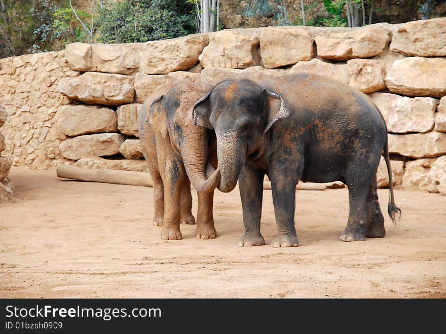 A pair of African Elephants in Jerusalem biblical zoo, Israel. A pair of African Elephants in Jerusalem biblical zoo, Israel