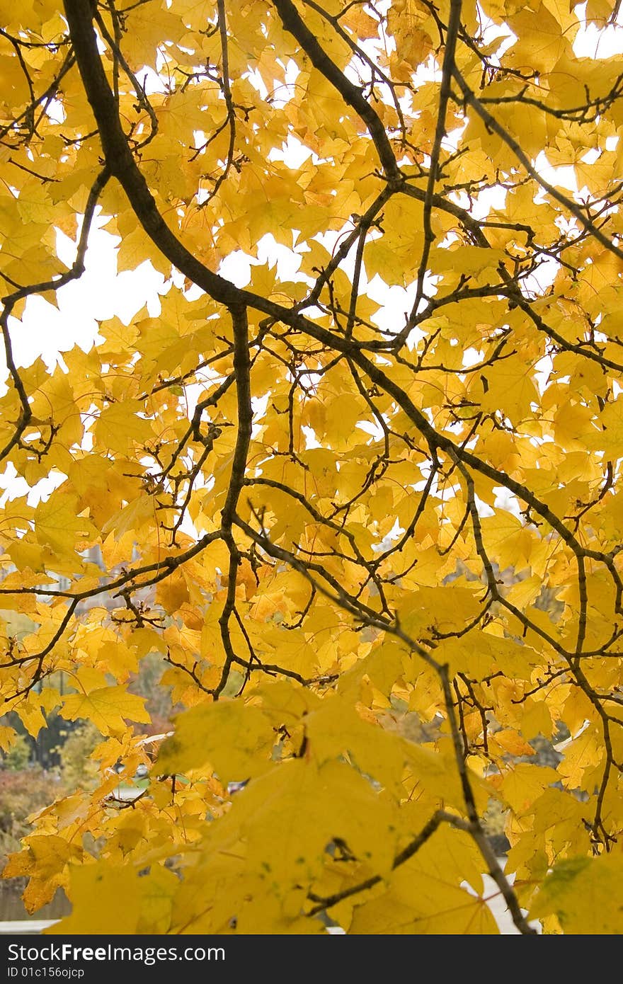 Leaves turning yellow for the fall season. Leaves turning yellow for the fall season.