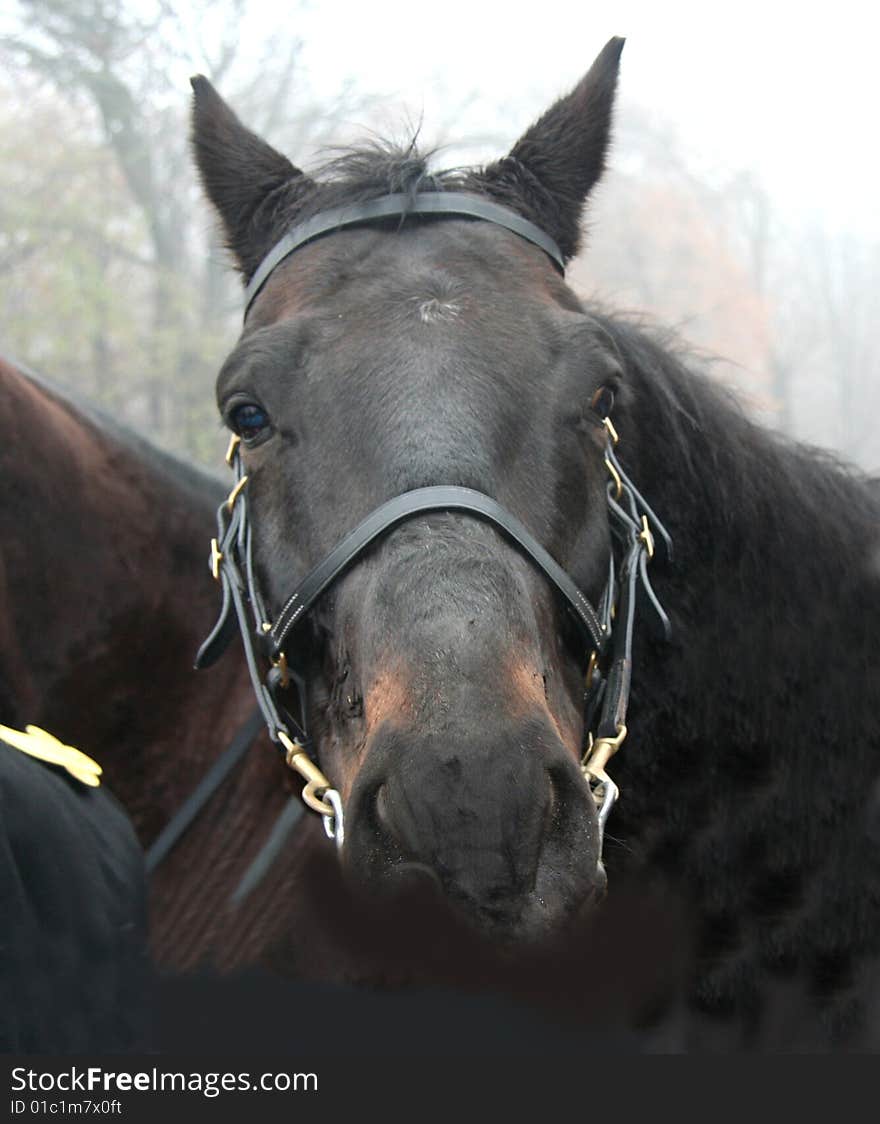 Dark colored horse looking forward standing near another fellow horse;. Dark colored horse looking forward standing near another fellow horse;