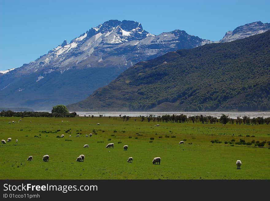 Grassland and snowy mountain in spring, New Zealand. Grassland and snowy mountain in spring, New Zealand