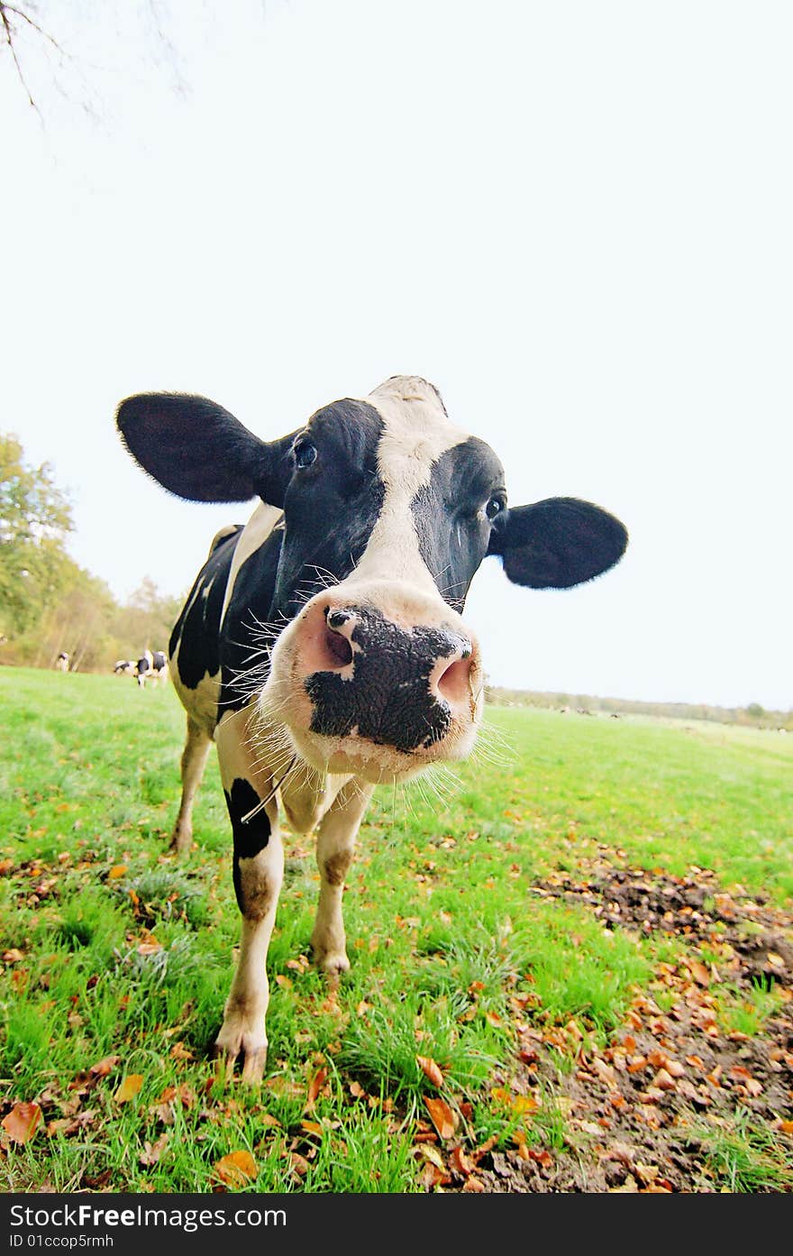 Snifing Cow