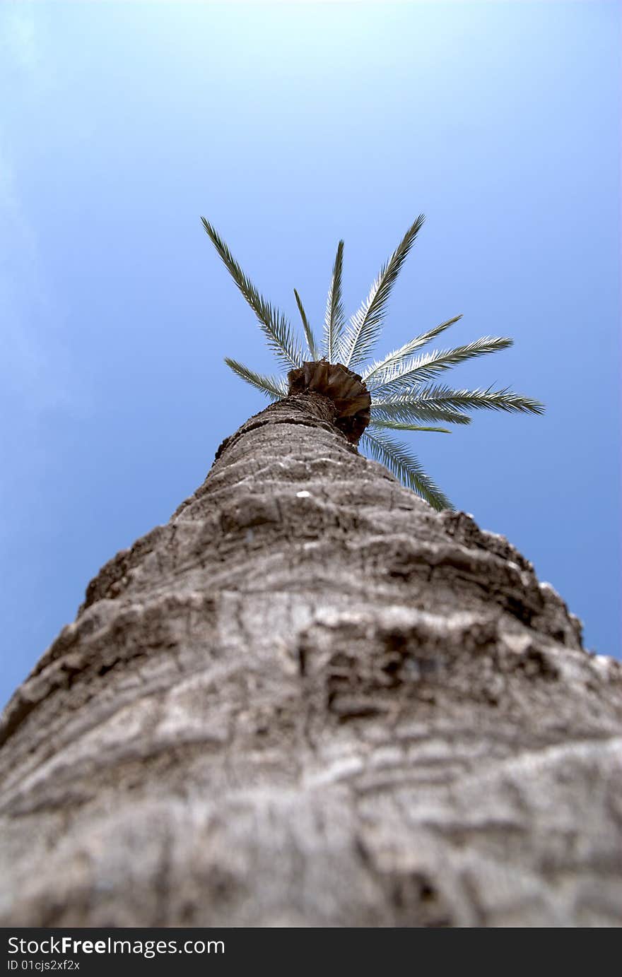 Bottom up view of the big dates tree in Israel national park.