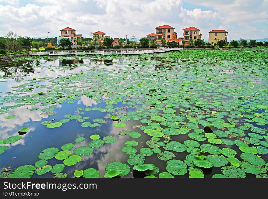 In the villa next to the pond, covered with green water lily. In the villa next to the pond, covered with green water lily