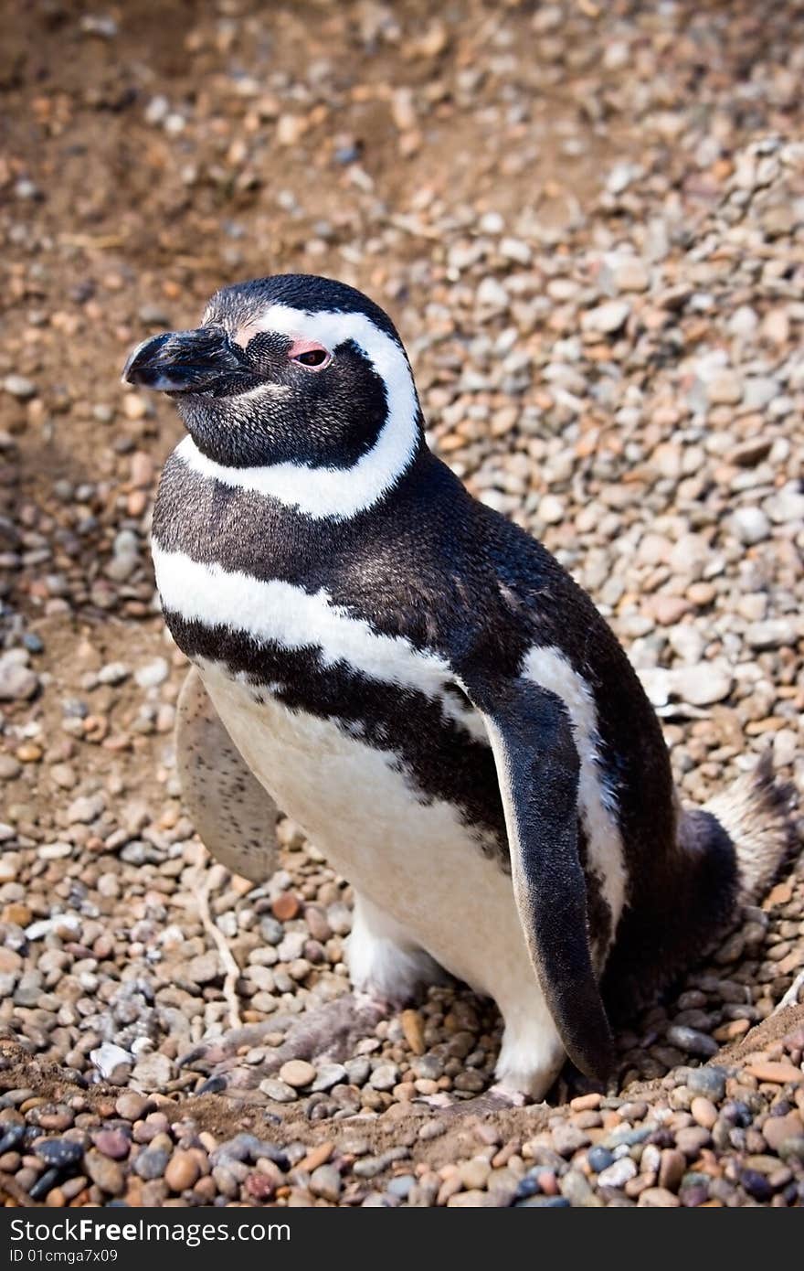 Magellanic penguin on the nest