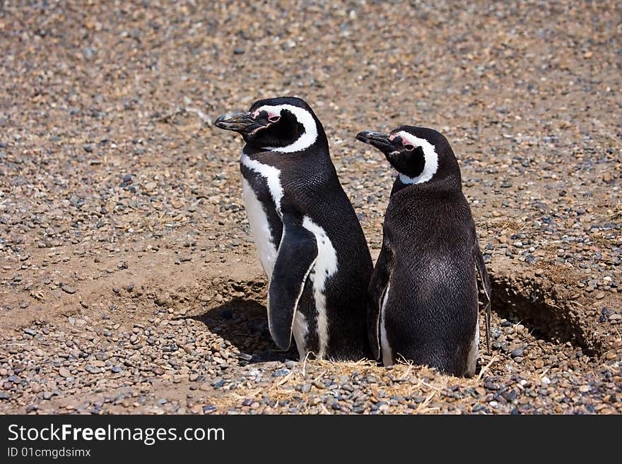 Magellanic penguins couple