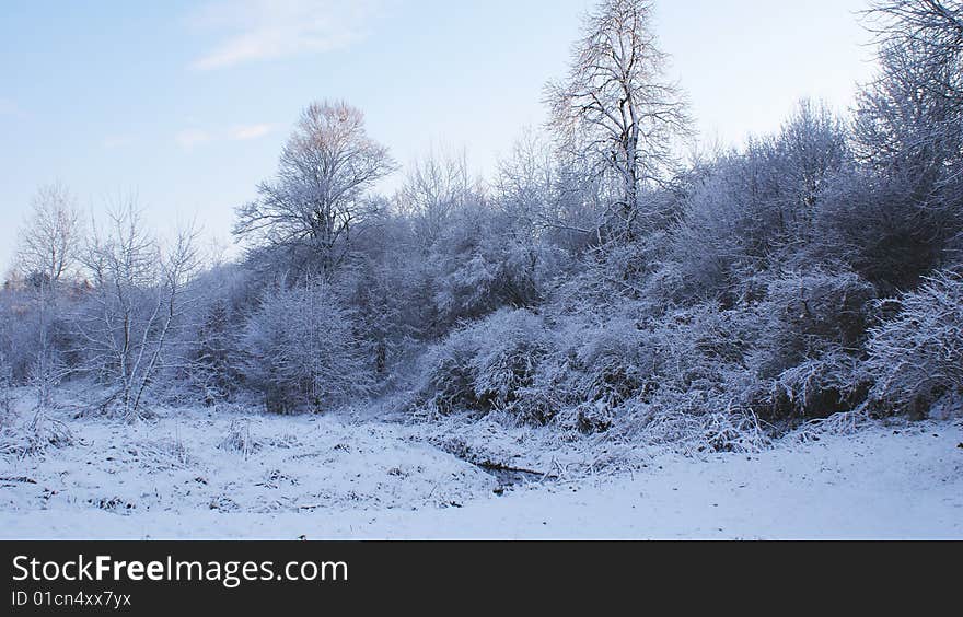 This is a little forest under snow. This is a little forest under snow.