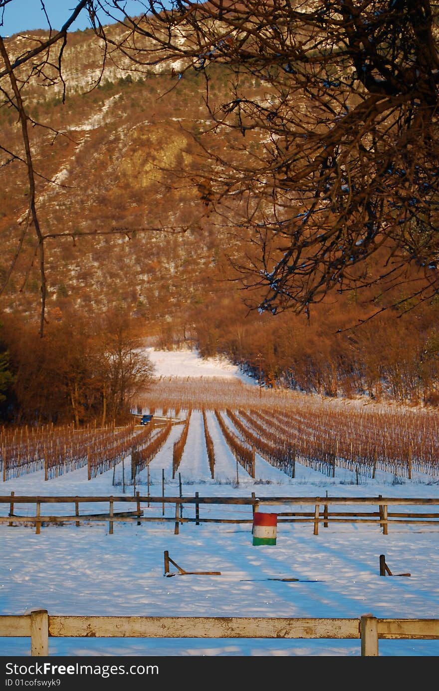 White vineyard