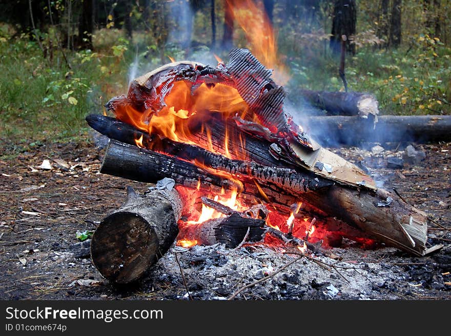 Bonfire in the forest