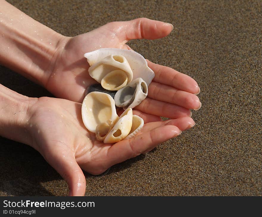 Sea shells in the hands