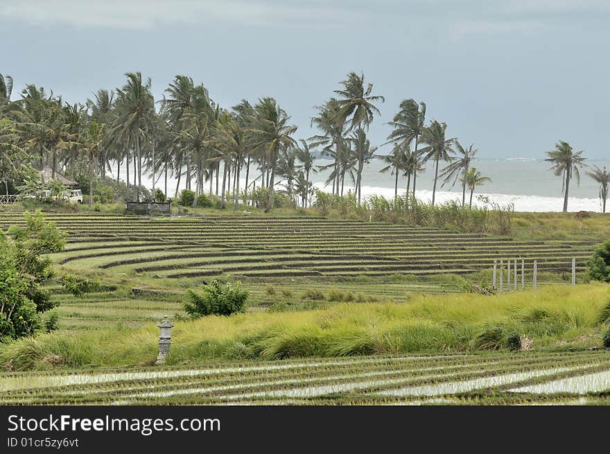 Bali Rice-fields