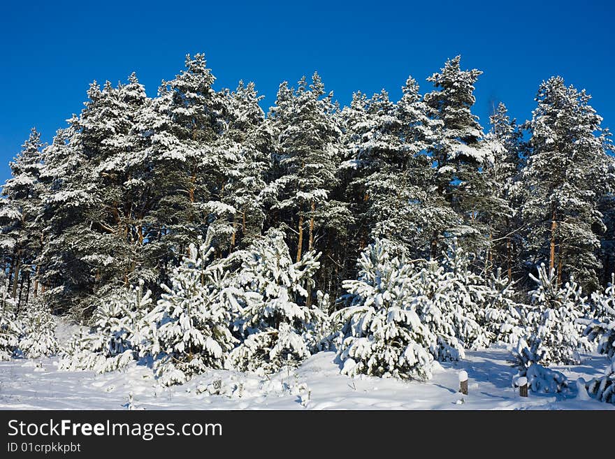 Winter woods, frozen forest, snow